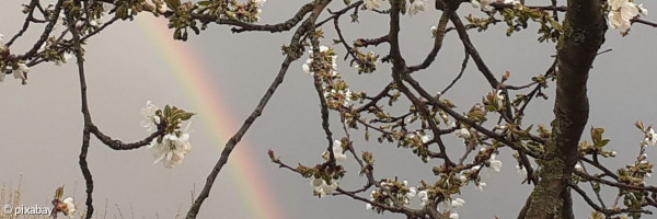 Sieben Wochen ohne neu vertrauen Regenbogen und Kirschblüten