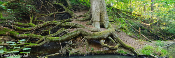 Baum mit freigelegten Wurzeln die ins Wasser eines Baches ragen