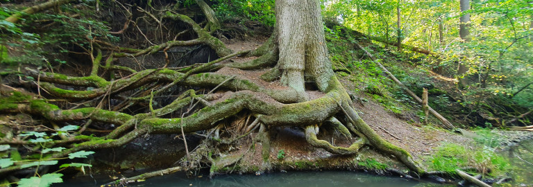 Baum mit freigelegten Wurzeln die ins Wasser eines Baches ragen
