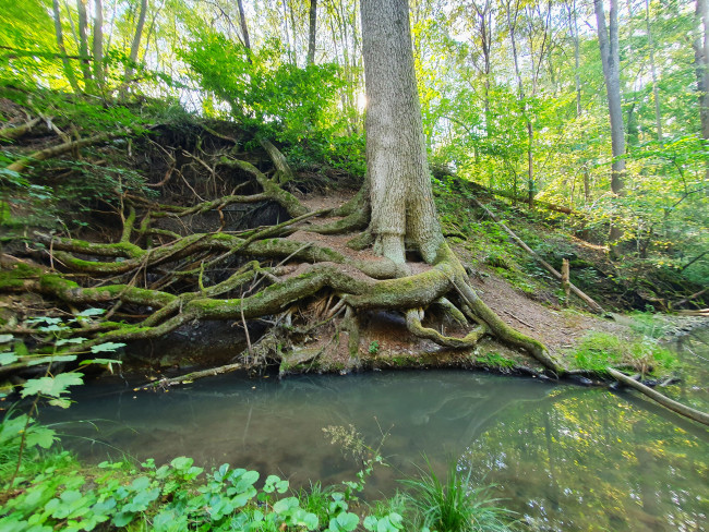 Baum mit freigelegten Wurzeln die ins Wasser eines Baches ragen
